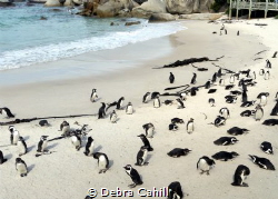 The African Penguins of Boulders Beach South Africa by Debra Cahill 